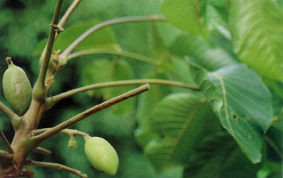 มะกอกเกลื้อน Canarium subulatum Guill.<br/>BURSERACEAE